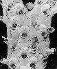 Reteporellina denticulata
