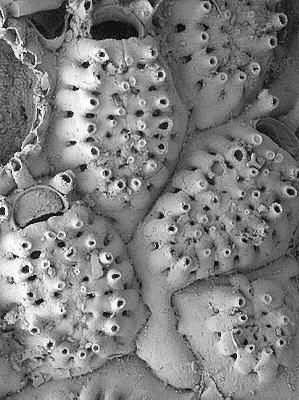 Main image of Corbulipora tubulifera