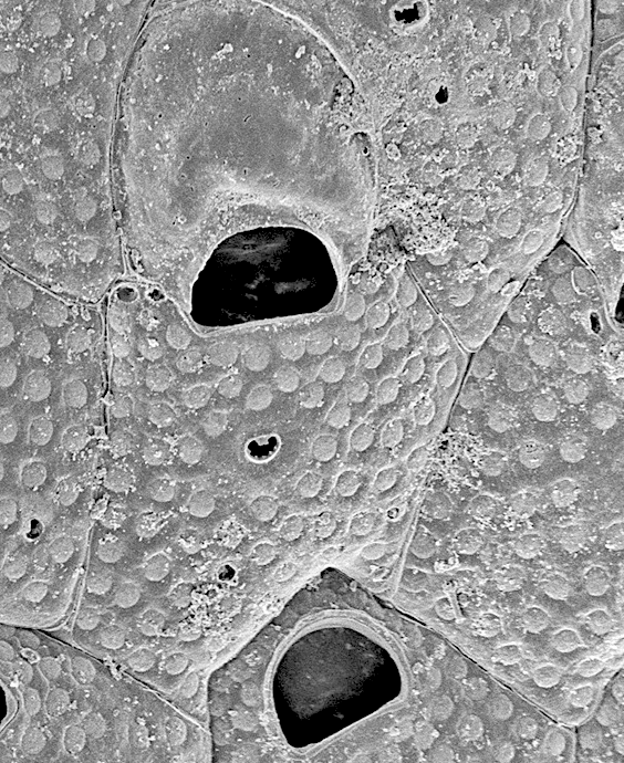 Fenestrulina parviporus