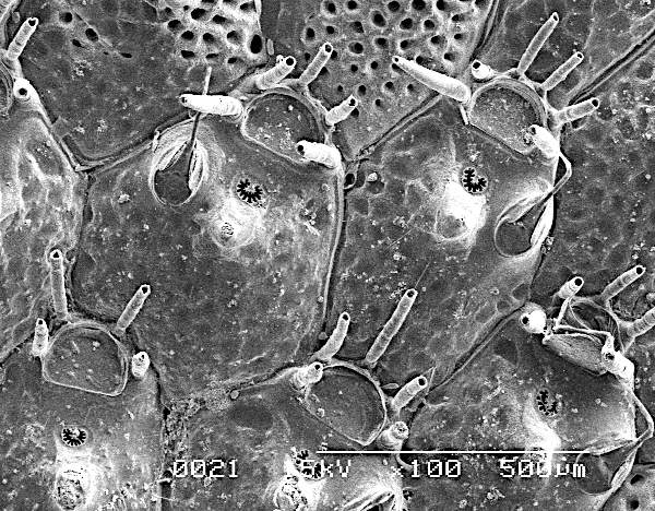 Microporella trigonellata