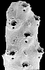 Reteporella flabellata
